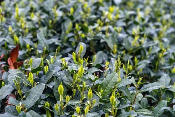 Çay yaprağı manzarayı kapatır. Çin 'de çay tarlası. Taze taze çay yaprakları hasat ediliyor.