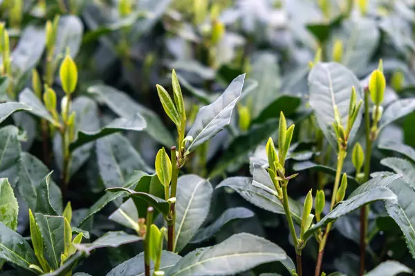 Çay yaprağı manzarayı kapatır. Çin 'de çay tarlası. Taze taze çay yaprakları hasat ediliyor.