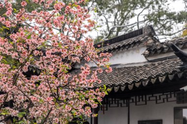 Çin 'de ilkbahar. Yaban elması çiçekleri, pembe çiçekli dallar ve geleneksel bahçe köşkü.,