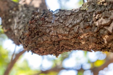 Mistik ağaç dalında büyük bir sakız yırtığı var. Chios mercimek ekimi ve mastiha reçinesi hasadı düşürür