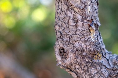 Mistik ağaç dalında büyük bir sakız yırtığı var. Chios mercimek ekimi ve mastiha reçinesi hasadı düşürür