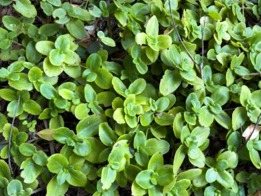 Crassula multicava sulu yemyeşil yapraklar, bahçelerde ve peyzajda kullanılan Güney Afrika toprak örtüsü.