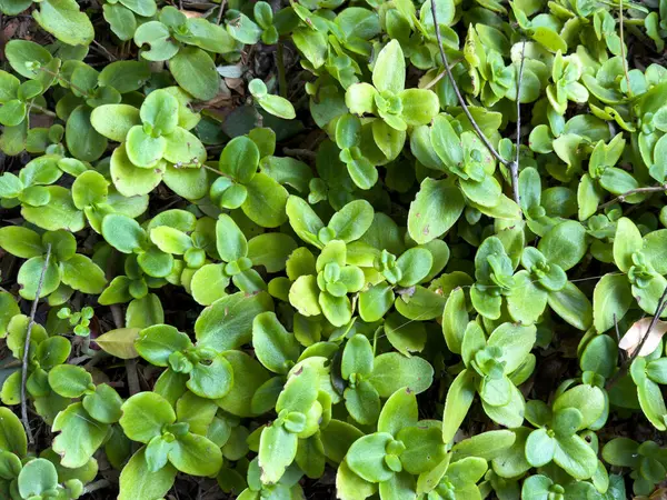 Crassula multicava sulu yemyeşil yapraklar, bahçelerde ve peyzajda kullanılan Güney Afrika toprak örtüsü.