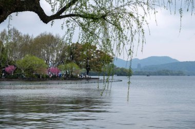 Batı Gölü, Hangzhou, Çin. Bahar çiçekleri, taze söğüt ağacı dalları ve sisli mesafede Leifeng Pagoda.