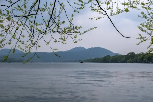 Batı Gölü 'ndeki geleneksel tekne sakin su, Hangzhou, Çin. Taze bahar, ağaç dalları bırakır. Yağmurlu bir bahar gününde tekne turu.