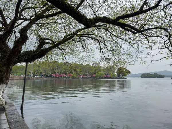 Batı Gölü sakin su, Hangzhou, Çin. Çiçek açan ağaçlar ve taze bahar dalları, bulutlu gökyüzü, yağmurlu bahar günü.