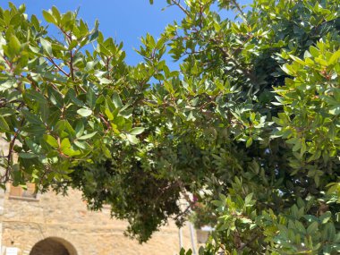 Yunanistan 'ın Chios Adası' ndaki Mesta mastic köyünde büyük bir sakız ağacı. Pistachia mercimek ya da mercimek çalısı aromatik reçine için ekilmiş, güneşli gün, mavi gökyüzü