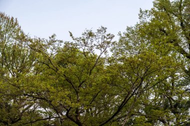 Baharda Çin dişbudak ağaçlarının taze yeşil yaprakları geleneksel Çin bahçesi, mavi bulutlu gökyüzü.