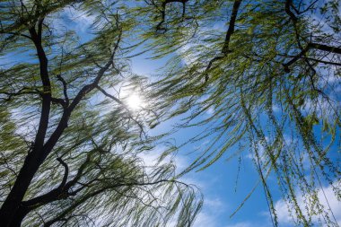 Taze yeşil bahar yapraklarıyla ağlayan söğüt ağacı. Mavi bulutlu gökyüzüne uzanan uzun dallar
