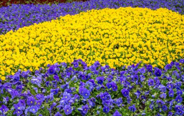 Mavi mor ve sarı yapraklı nonoşlardan oluşan çiçek tarhı. Güneşli bahar günü