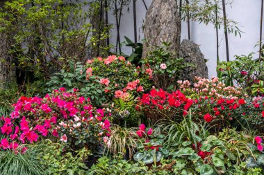 Yeşil çalıların, süs otlarının ve kayaların arasında açelyaların açtığı Çin bahçesi köşesi. Çin