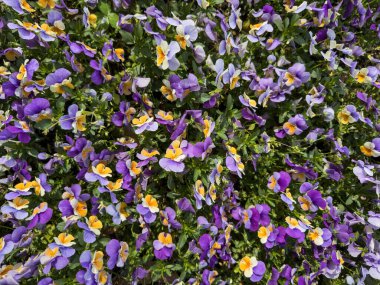 Renkli hanım evlatları. Mor, lavanta ve sarı tonlarında çiçek yaprakları. Güneşli bahar günü