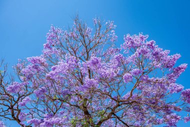 Jacaranda mimosifolia ağacı açık mavi gökyüzüne karşı parlak mor çiçek kümeleriyle çiçek açar.