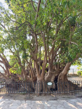 Halka açık bir parkta kalın kıvrımlı kökleri ve yeşil yaprakları olan eski çoklu gövdeli makrofilla ağacı. Moreton Körfezi inciri ya da Avustralya banyanı olarak da bilinir.