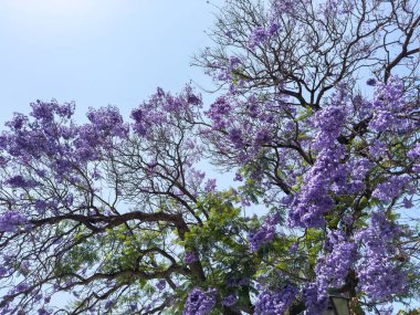 Jacaranda mimosifolia ağacı mavi gökyüzüne karşı parlak mor çiçek kümeleriyle çiçekleniyor.