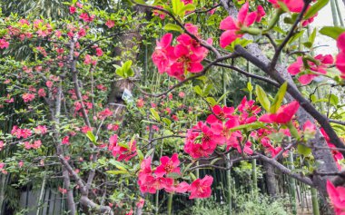 Çiçeklenen ayva çiçekleri yakın plan görüntüsü ve bambu ormanları. Baharda Çin doğası. Çin