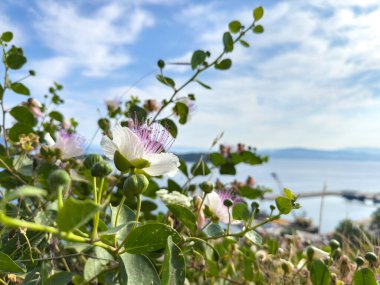 Çiçek açan bitkiler, beyaz yapraklar, mor erkek çiçekleri ve yeşil yapraklar, bulanık deniz ve mavi gökyüzü, güneşli bahar günü..