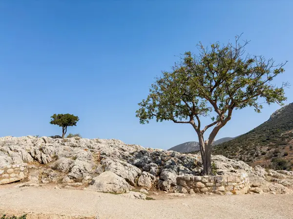 Yunanistan 'ın Mycenae arkeoloji sahasında seyrek ağaçlara sahip Rocky yamacı, güneşli bir yaz günü, parlak güneş ışığı ve mavi gökyüzü.