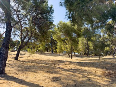 Çam ormanı manzarası, Ermioni yazlık kasabası Argolis Yunanistan 'da çam ağaçları, yumuşak doğal gölgeler..