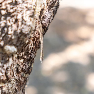 Mistik ağaç dalında büyük bir sakız yırtığı var. Chios mercimek ekimi ve mastiha reçinesi hasadı düşürür