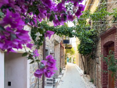 Yunanistan 'ın Chios Adası' ndaki Olimpoi ortaçağ köyünde çiçek açan begonviller. Dar sokak, geleneksel mimari, taş evler. 