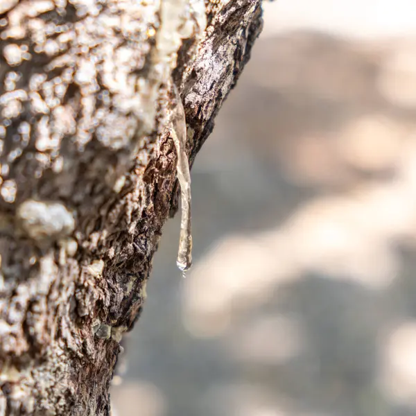 Mistik ağaç dalında büyük bir sakız yırtığı var. Chios mercimek ekimi ve mastiha reçinesi hasadı düşürür