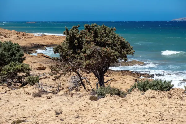 Gavdos Adası, Yunanistan. Tripiti Sahili. Kayalık sahile vuran deniz dalgaları, Ardıç Akdeniz çalısı ve diğer bitkiler, kurak bitki örtüsü, güneşli yaz günü