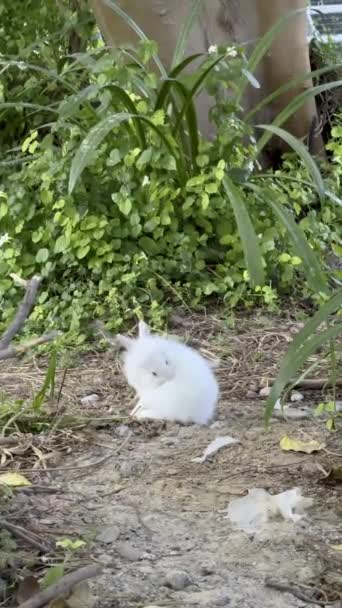 Şehir Oasis Yeşilliğin Ortasındaki Beyaz Tavşan Yumuşak Tüylü Beyaz Bir — Stok video