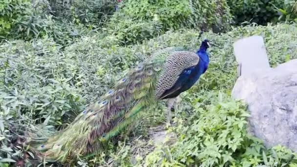Urban Elegance Peacock Bad Stadsgrönskan Nåden Majestätisk Påfågel Som Badar — Stockvideo
