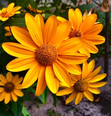 Bahçede güzel sarı bir çiçek