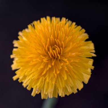 Koyu arkaplanda sarı karahindiba çiçeği