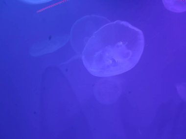 Deniz altındaki yaşam atmosferi, büyük bir akvaryumdan alınan görüntüler.