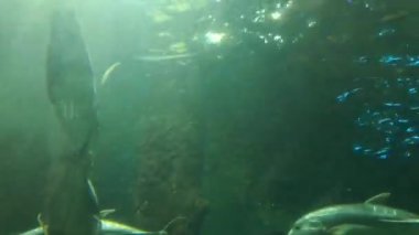 Deniz altındaki yaşam atmosferi, büyük akvaryumdan görülebilir.