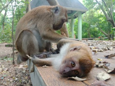 Anne maymun ormanda küçük bir maymunu severken görülüyor.