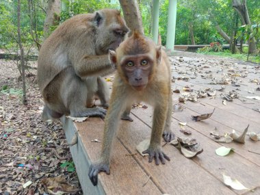 A mother monkey is seen loving a small monkey in a forest clipart