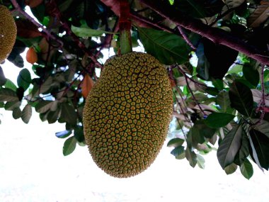 Ağaç dallarından sarkan meyve ağaçları.