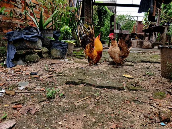 stock image a pair of male and female chickens with red feathers, brown feathers and a red comb