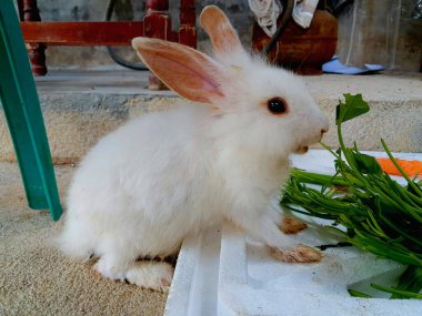 image of a small white furry rabbit eating green vegetables on styrofoam clipart