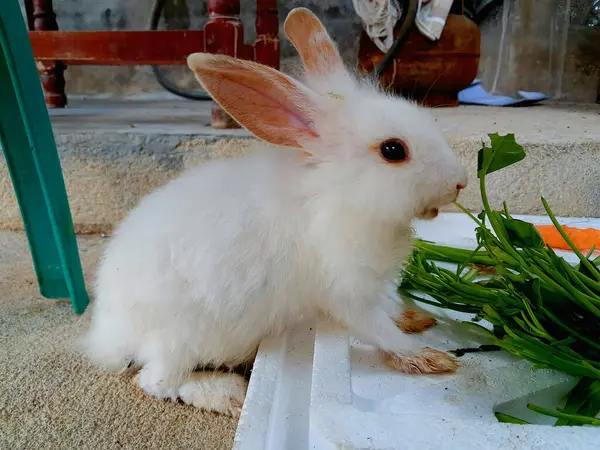 stock image image of a small white furry rabbit eating green vegetables on styrofoam