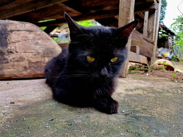 Siyah tüylü kedi bütün gün avluda tek başına oturuyor.