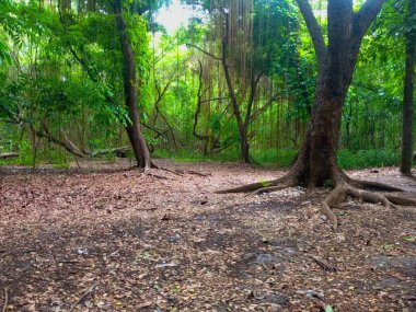 Gündüzleri ormandaki güzel atmosfer