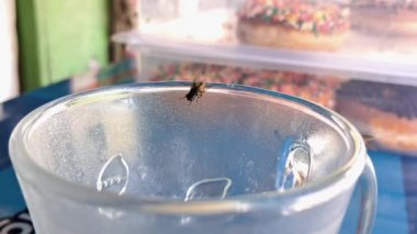 Cam bir kabın içindeki sinek sürüsü.