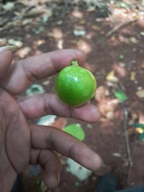 Yeşil, domates gibi yuvarlak bir meyve insan elinde tutulur.