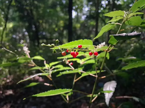 Stock image Red currant fruit plant or bitter gourd in forest nature background