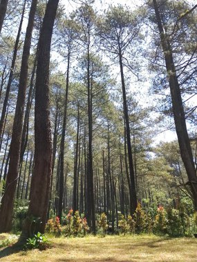 Büyük ve uzun çam ağaçlarıyla dolu bir ormanda gün boyunca doğal atmosfer.