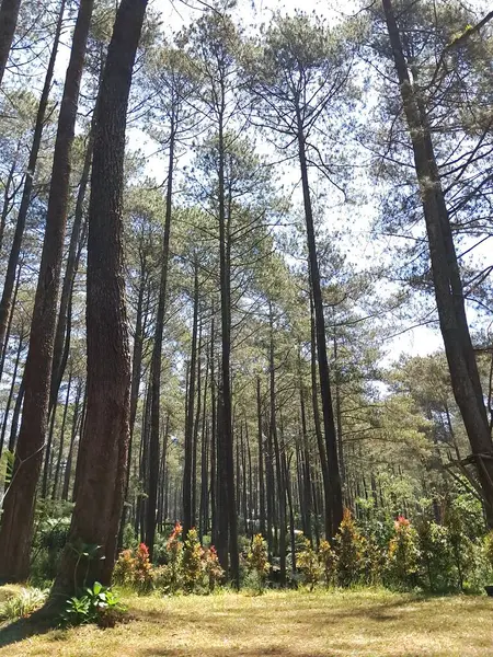 Büyük ve uzun çam ağaçlarıyla dolu bir ormanda gün boyunca doğal atmosfer.