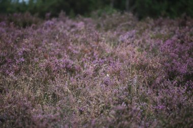 Bulanık arkaplanı olan mor kenevir tarlasını kapat
