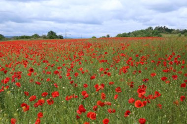 Almanya 'da çiçek açan gelinciklerin canlı kırmızı tonlarıyla pitoresk bir alan.