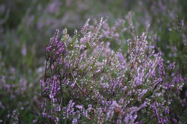 Mor kenevir bitkisinin arka planını bulanıklaştır