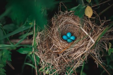 Mavi yumurtalar yuvada..